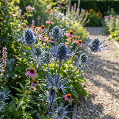 Blue Eryngium Alpinum Plant Planting Seeds