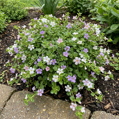 Mixed Bacopa Utopia Flower Seeds for Planting