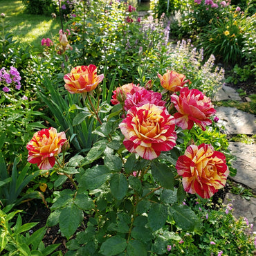 Red and Yellow Striped Rose Plant Seeds for Planting