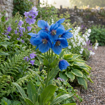 Blue Flower Seeds for Planting | Vibrant Garden Blooms
