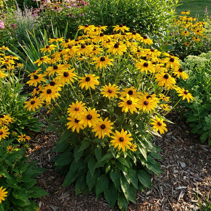 Yellow Rudbeckia Goldstrum Flower Planting  Seeds for Bright, Cheerful Blooms in Your Garden