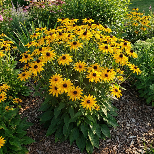 Yellow Rudbeckia Goldstrum Flower Planting  Seeds for Bright, Cheerful Blooms in Your Garden