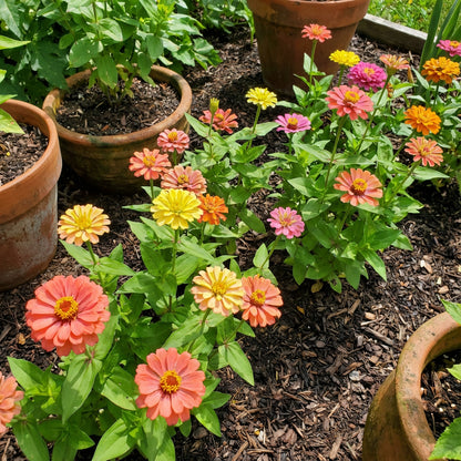 Mixed Magellan Flower Planting Seeds