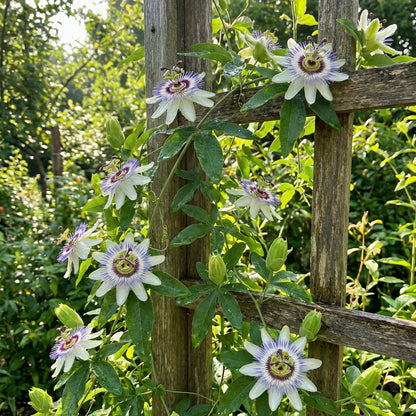 White Passiflora Biflora Flower Seeds for Planting  Seed for Elegant White Blooms in Gardens