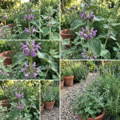 Purple Horehound Seeds  Planting for Colorful Blooms