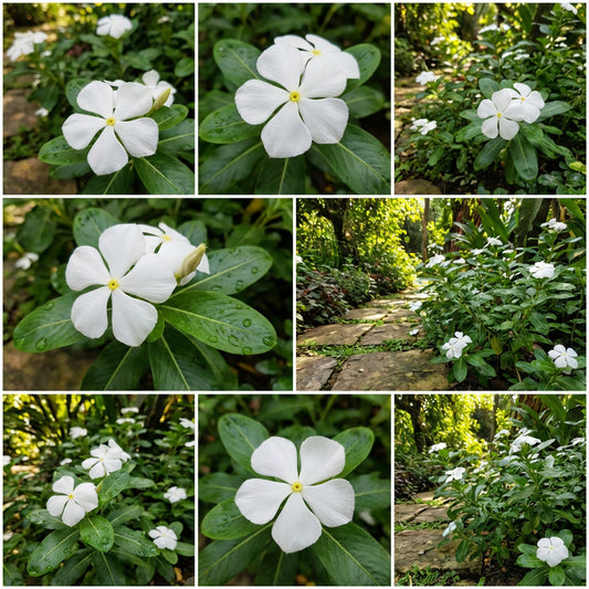 White Periwinkle Flower Seeds for Planting - Create Stunning Floral Arrangements