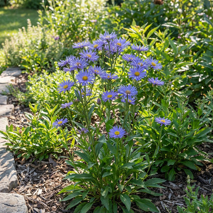 Blue Tataricus Flower Seeds for Planting - Vibrant Blue Flowers for Your Garden