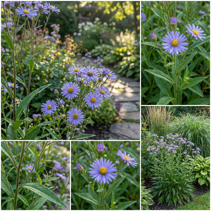 Blue Tataricus Flower Seeds for Planting - Vibrant Blue Flowers for Your Garden