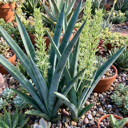 Blue Sansevieria Seeds for Planting  Premium Quality