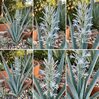 Blue Sansevieria Seeds for Planting  Premium Quality