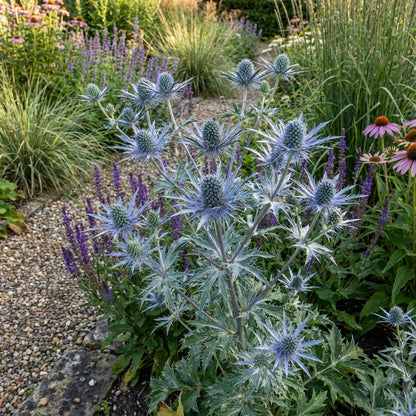 Blue Eryngium Seeds for Planting