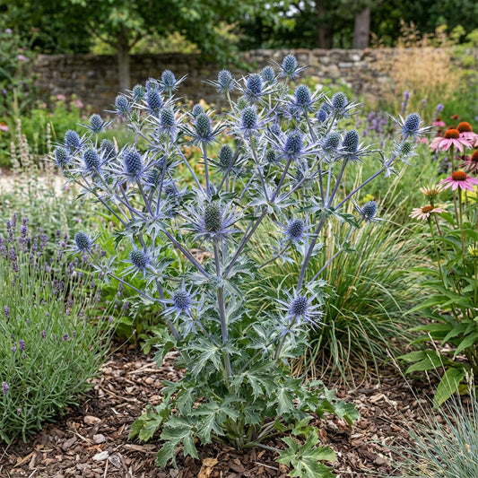 Blue Eryngium Seeds for Planting