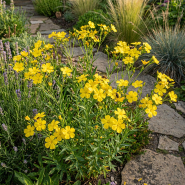 Yellow Linum Flavum Flower Planting Seeds