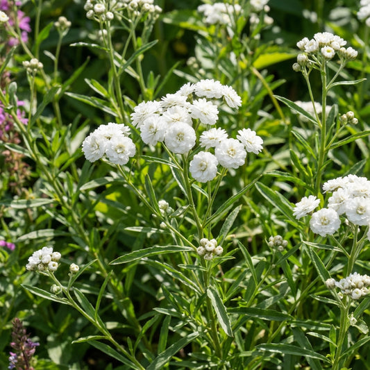 White Ptarmic Flower Planting Seeds  Seed for Stunning Blossoms in Your Garden and Landscape