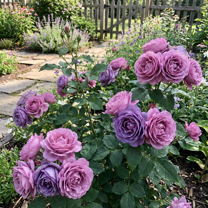 Blue Pink Remorse Rose Planting Seeds