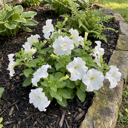 White Petunia Flower Seeds for Planting  Seeds for a Stunning Garden Display