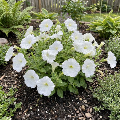 White Petunia Flower Seeds for Planting  Seeds for a Stunning Garden Display