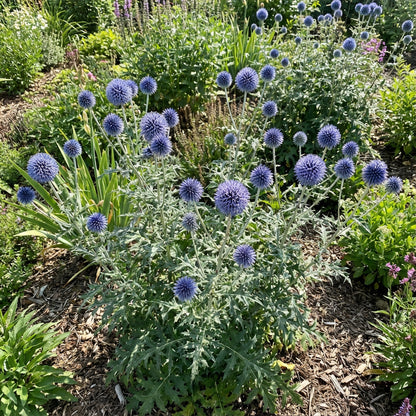 Blue Ritro Flower Planting Seeds  Grow Your Garden