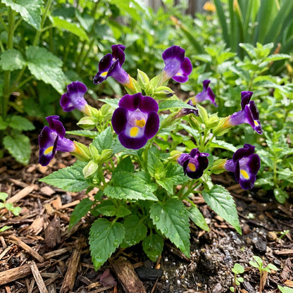 Torenia Flower Seeds for Planting
