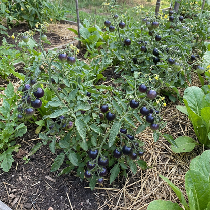 Blue Berries Tomato Seeds – Unique, Colorful Blue Tomatoes for Your Garden