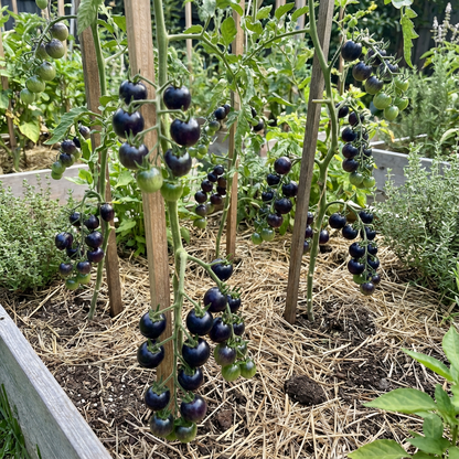 Blue Berries Tomato Seeds – Unique, Colorful Blue Tomatoes for Your Garden