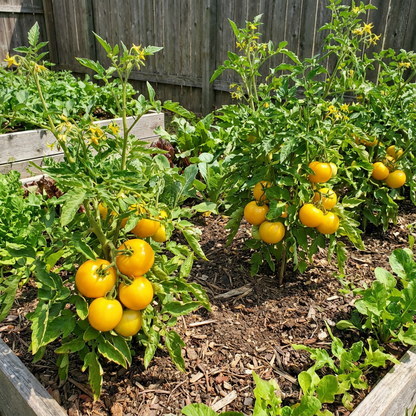 Gold Medal Yellow Tomato Seeds – Heirloom Yellow Tomatoes with Sweet, Rich Flavor for Your Garden