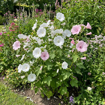 White Pink Lavatera Flower Seeds for Planting  Seed for Lush Blooms, Perfect for Elegant Garden Displays