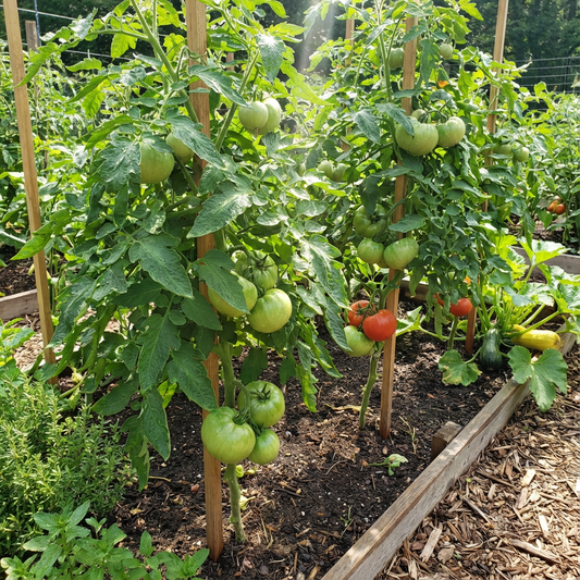 Green Giant Tomato Seeds – Large, Juicy Tomatoes for Your Garden