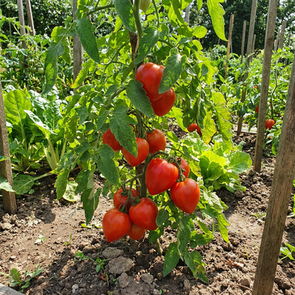 Red Heart Tomato Seeds – Delicious, Heart-Shaped Tomatoes for Fresh Eating