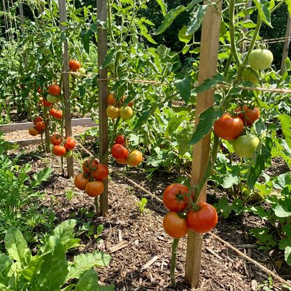 Red Horizon Tomato Seeds – Flavorful Red Tomatoes for Your Garden