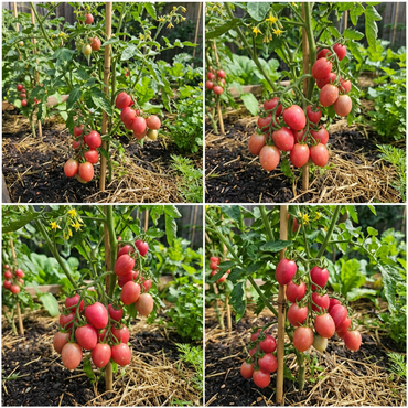 Thai Pink Egg Tomato Seeds – Unique, Sweet Pink Tomatoes for Your Garden