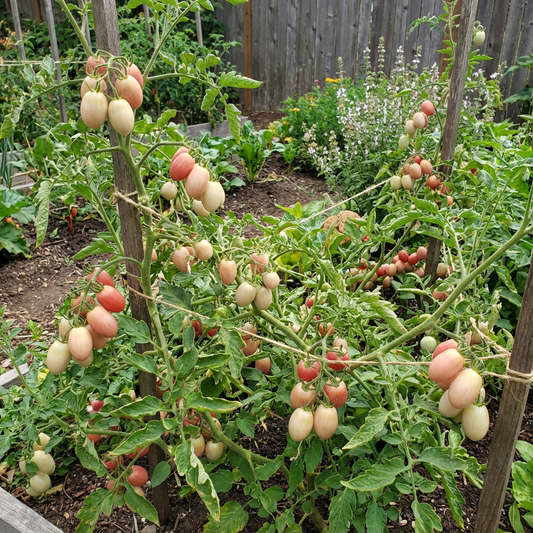 Thai Pink Egg Tomato Seeds – Unique, Sweet Pink Tomatoes for Your Garden