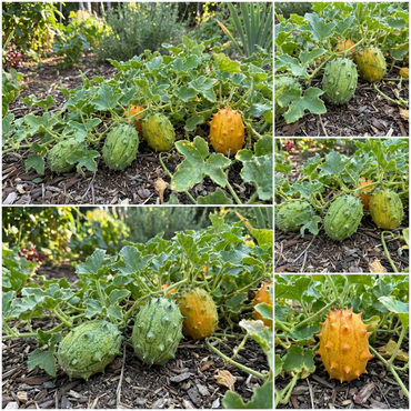 Horned Cucumber Kiwano Seeds – Unique, Spiky Cucumber for Exotic Gardens