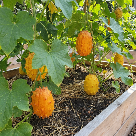 Horned Cucumber Kiwano Seeds – Unique, Spiky Cucumber for Exotic Gardens