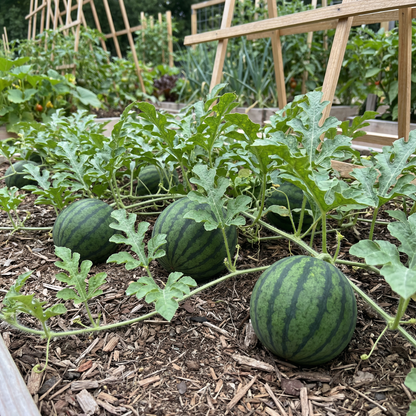 SF184 Hime Kansen (Japanese Icebox Watermelon) Seeds