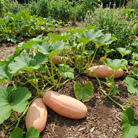 Squash VH562 Giant Pink Banana Squash Seeds