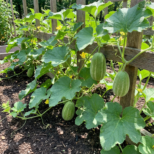 Golden Pioneer Hybrid Seeds (Asian Watermelon)