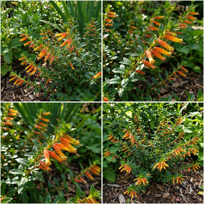 Cuphea Micropetala Candy Corn Semi Perennials Seeds