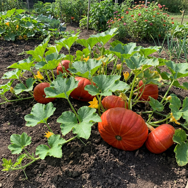 Bright Red French Pumpkin Seeds