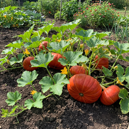 Bright Red French Pumpkin Seeds