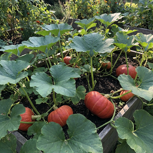 Bright Red French Pumpkin Seeds