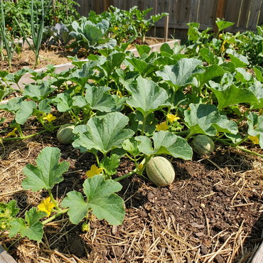 Melone Amal F2 Hybrid Melon Seeds for Sweet Summer Fruits