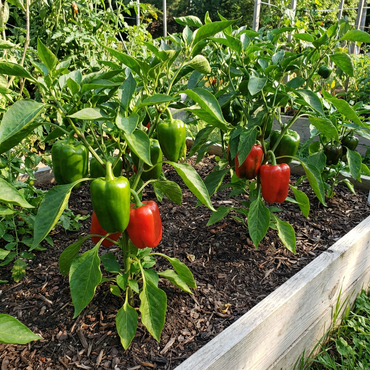 Pepper Seeds, Vegetable Seeds with High Budding Rate