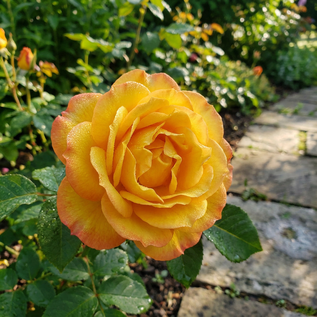 Tyrant Gold Rose Flower Planting Seeds for Vibrant Blooms - Premium Quality Seeds