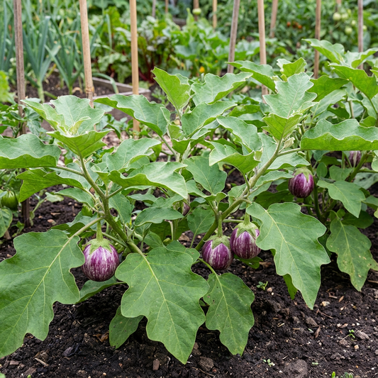 Rare Melon Eggplant Seeds, Flowering Potted Plant, Home Vegetable, and Fruit Tree Seeds