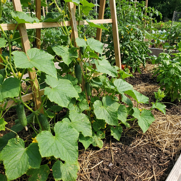 Balcony Cucumber Seeds, Real Cucumber Varieties, Green Fruits