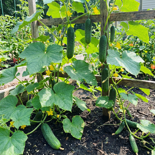 Prestige F1 Cucumber Seeds – High-Yield Hybrid Variety