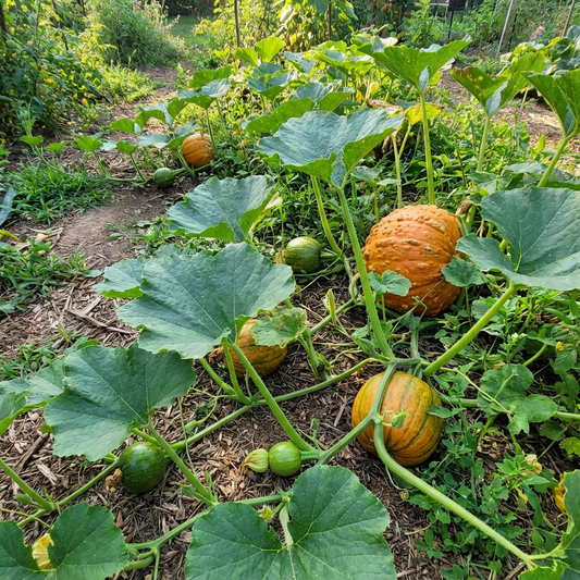 Zucchini Aspn-RAN Pumpkin Seeds for Tender Summer Squash