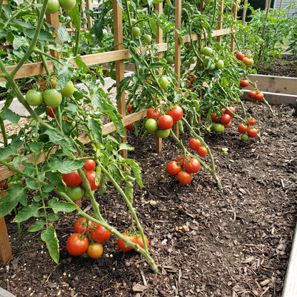 Balkon Red F1 Tomato Seeds – Compact Variety for Pots and Balconies