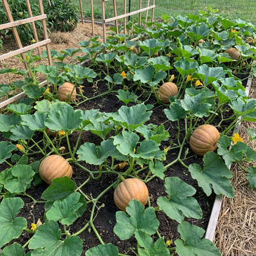 Sweet Flesh Winter Squash Seeds – Heirloom Nutritious Variety